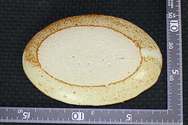 土灰だ円長皿(豆) 仲田製陶 笠間焼の画像