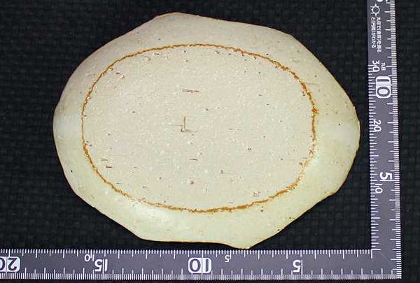 土灰葉皿(小) 仲田製陶 笠間焼の画像