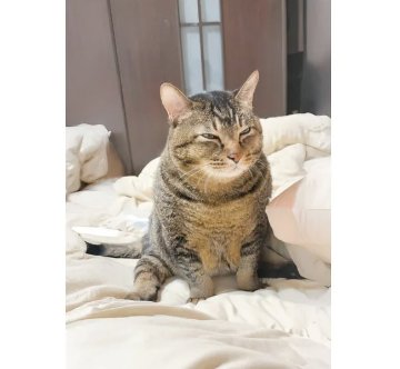 フォト＆ストーリーブック/ 麻吉太郎，可愛是一種超能力 台湾版 猫 捏捏 癒し系 ペットインフルエンサー 阿吉 米爹 台湾書籍の画像