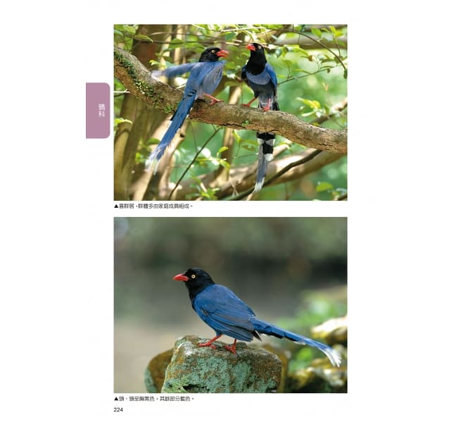 図鑑/ 臺灣野鳥圖鑑 陸鳥篇＜增訂版＞台湾版　台湾野鳥図鑑 陸鳥編 増訂版の画像