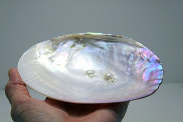 天然石パワーストーンの浄化におすすめ 🌙✨  イケチョウ貝 × 水晶さざれ石セット 天然石 パワーストーン 通販 ジュ・オーヴの画像