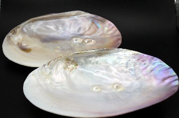 天然石パワーストーンの浄化におすすめ 🌙✨  イケチョウ貝 × 水晶さざれ石セット 天然石 パワーストーン 通販 ジュ・オーヴの画像