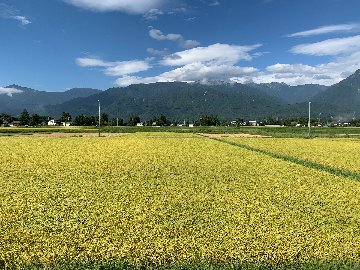 乾式無洗米【コシヒカリ白米9.4kg一等米】安曇野産自家製　送料無料（北海道・九州・沖縄は送料有料）の画像