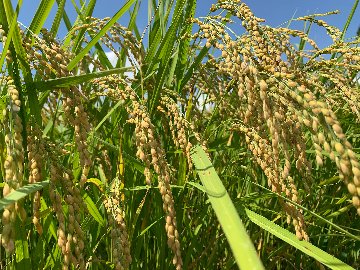乾式無洗米【コシヒカリ白米9.4kg一等米】安曇野産自家製　送料無料（北海道・九州・沖縄は送料有料）の画像