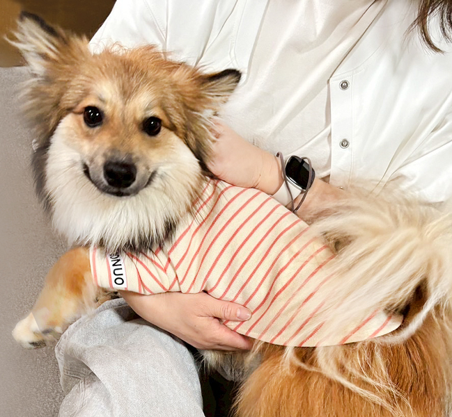 名入れ 服 犬 ボーダー ペット 服 犬 わんちゃん オリジナル お名前入り ワン おさんぽ お散歩 贈り物 ペット用品 ギフト ペット服 おしゃれ 名前入 [ 飾りボタン付ボーダ ]　お花の画像