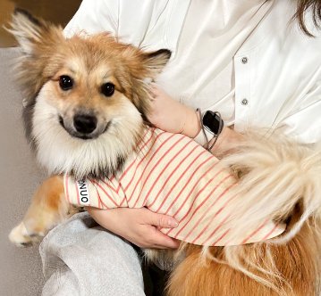 名入れ 服 犬 ボーダー ペット 服 犬 わんちゃん オリジナル お名前入り ワン おさんぽ お散歩 贈り物 ペット用品 ギフト ペット服 おしゃれ 名前入 [ 飾りボタン付ボーダ ]　お花の画像