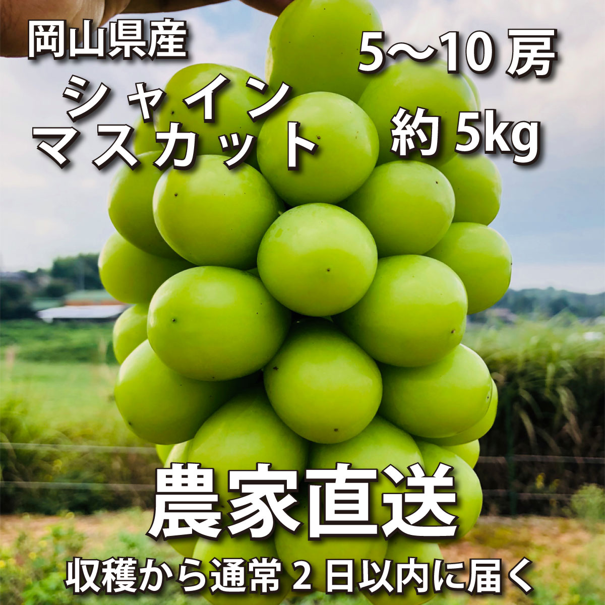 最安値に挑戦 速くおよび自由な シャインマスカット良品の徳用5キロ ...