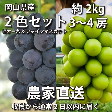 特選・桐箱】2色セット 約2kg 3~4房｜丘の上のぶどう畑