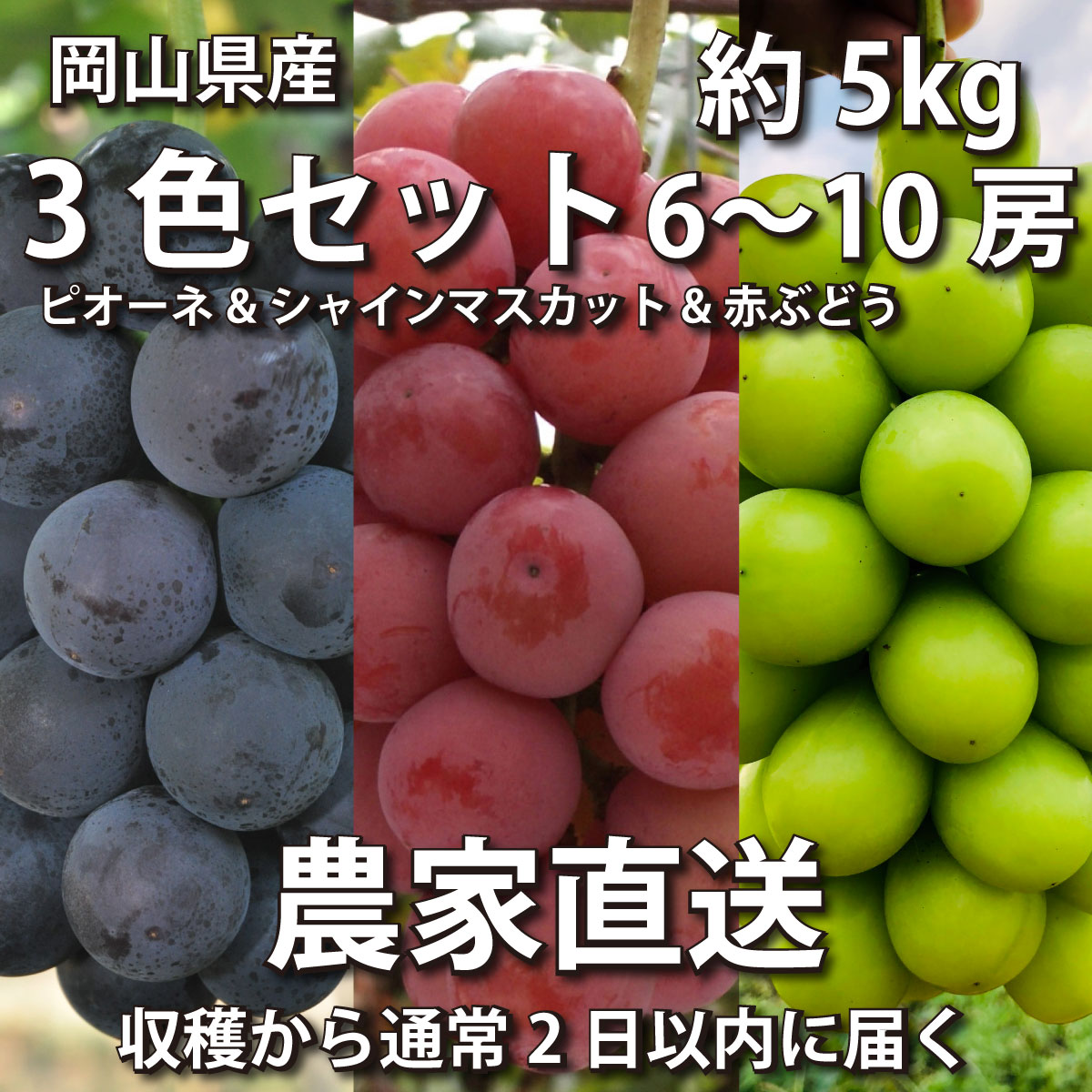 3色セット 約5kg 6〜10房画像