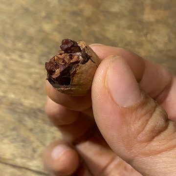 有機アガベダークチョコかけカカオビーンズ画像