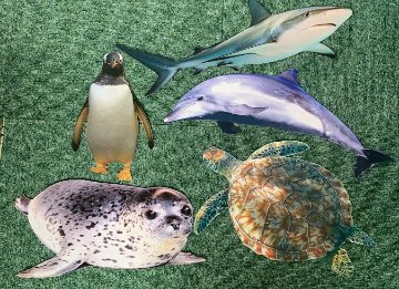 海の生き物シリーズAペンギンイルカさめアザラシうみがめ　両面印刷の画像