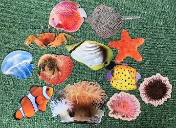 海の生き物シリーズB　小さな生き物　両面印刷画像