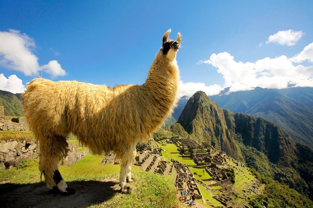 《南米》　ペルー　ｽﾍﾟｼｬﾙﾃｨ　ヌエバ　カハマルカG１　N (ｺｰﾋｰ)の画像