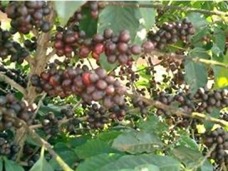 《南米》 ブラジル　サンマリノ　樹上完熟　(ｺｰﾋｰ)の画像