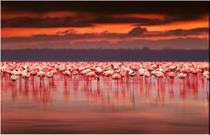 《アフリカ》　ケニア　ピンクフラミンゴ　(ｺｰﾋｰ)の画像
