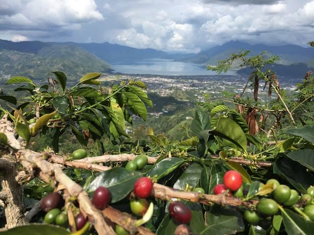 《アジア》 インドネシア　マンデリン G１　(ｺｰﾋｰ)の画像