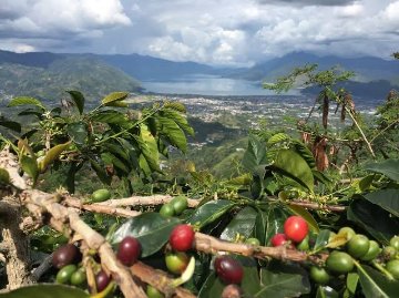 《アジア》 インドネシア　マンデリン G１　(ｺｰﾋｰ)の画像