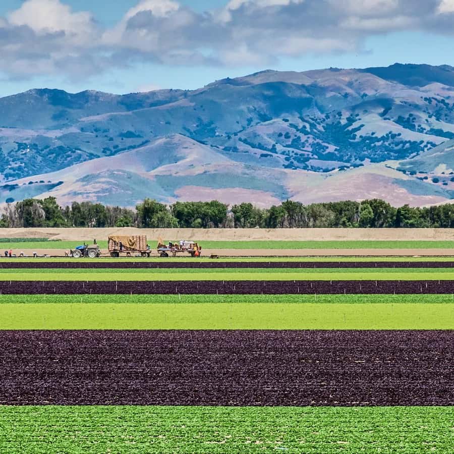 《中米》 グァテマラ アンティグア　サリナス農園　ウォッシュドの画像