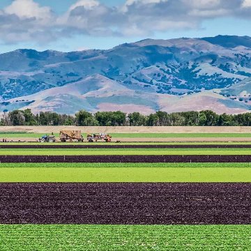 《中米》 グァテマラ アンティグア　サリナス農園　ウォッシュドの画像