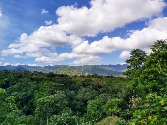 《中米》 ニカラグア　モンテクリスト農園　カツーラハニー　(ｺｰﾋｰ)画像