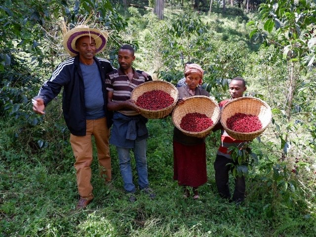 《アフリカ》　エチオピア　グジ　シャキッソ　ナチュラル(ｺｰﾋｰ)の画像