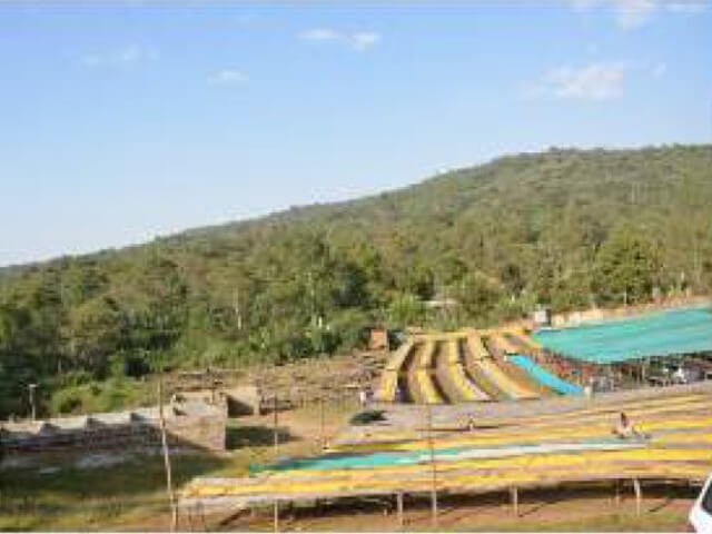 《南米》コロンビア スプレモ　 ピコ クリストバル　(ｺｰﾋｰ)の画像