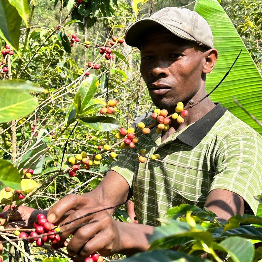 《アフリカ》　エチオピア　原生種　ウシュウシュ　W　(ｺｰﾋｰ)の画像