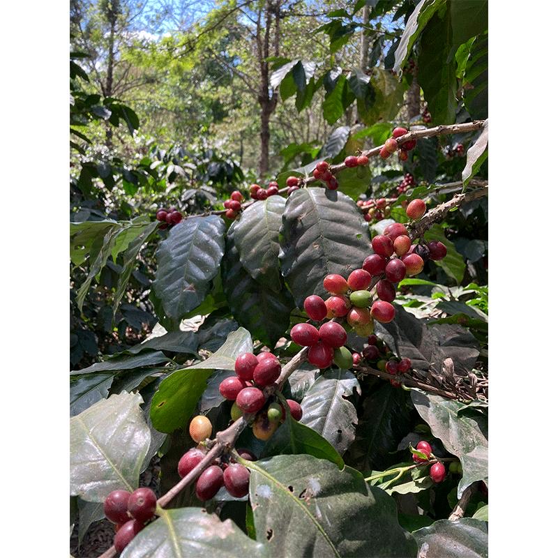 《中米》 グァテマラSHB マリアージュ　(ｺｰﾋｰ)の画像