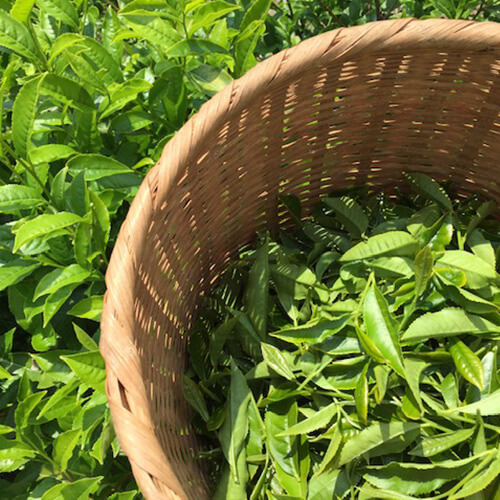 杉谷さんの緑茶（有機JAS）画像