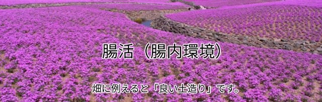 美容/健康 その他 家庭用遠赤外線サウナ スマーティー