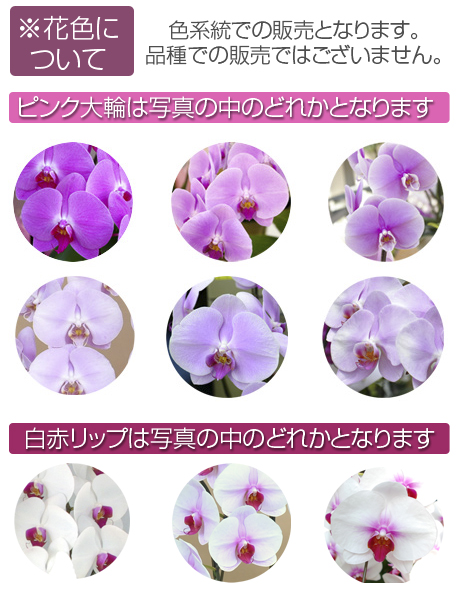 ミディ　とりわけ胡蝶蘭　2本立て×5鉢入り　花色ミックスの画像