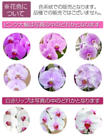 ミディ　とりわけ胡蝶蘭　2本立て×5鉢入り　花色ミックスの画像