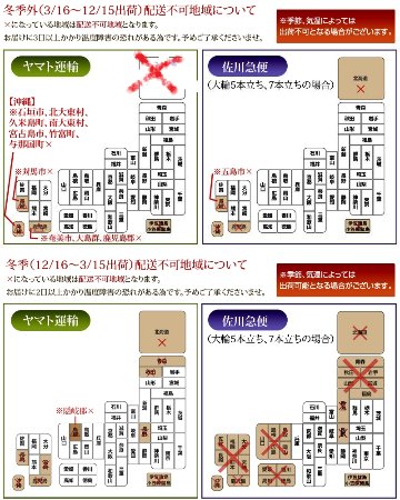 観葉植物　ユッカ　10号鉢入り　背丈約160~180㎝　カゴ付きの画像