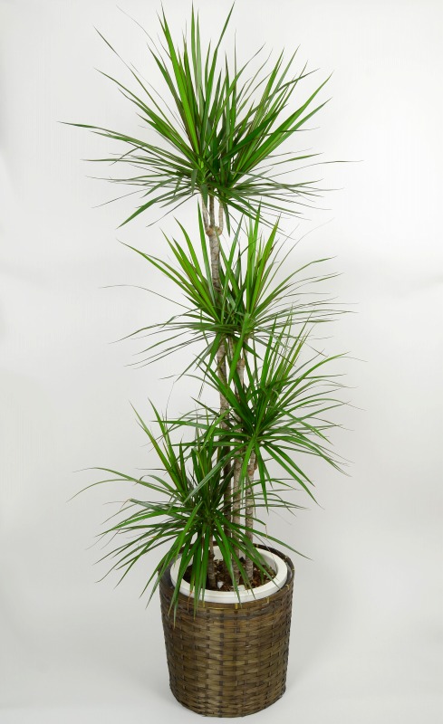 観葉植物　コンシンネ　8号鉢　背丈約100~120㎝　カゴ付きの画像