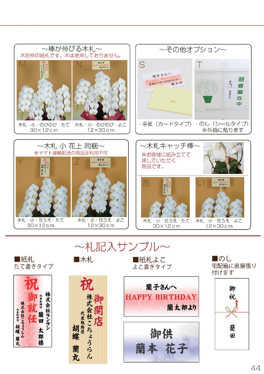  胡蝶蘭　白赤大輪　５本立ち　６０輪以上画像