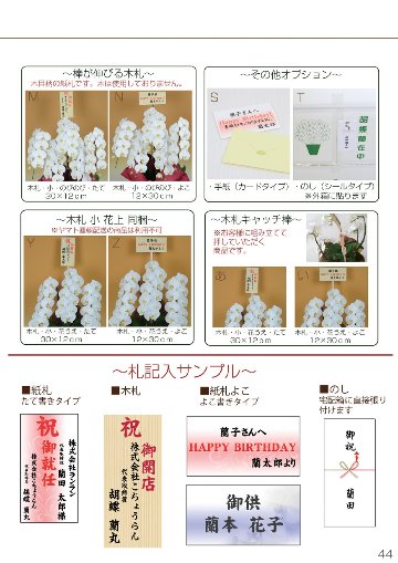  胡蝶蘭　白赤大輪　５本立ち　６０輪以上画像