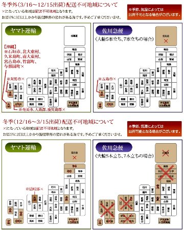 胡蝶蘭　白ミディ　２本立ち　１8輪以上の画像