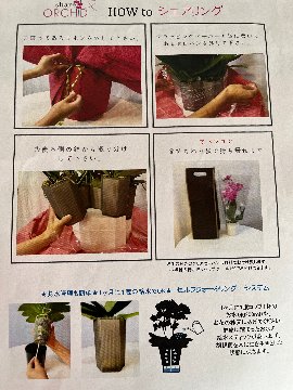 胡蝶蘭　シェアオーキッド　ミディ　7号鉢　1本立て　5鉢入り　の画像