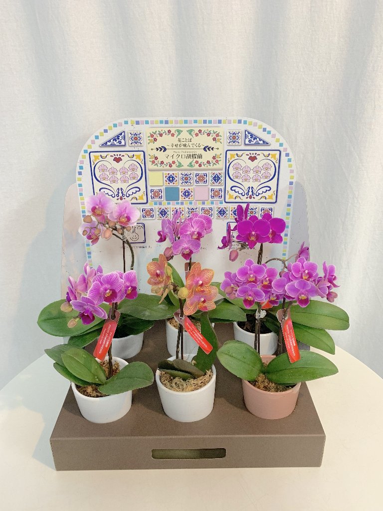 これであなたもお花屋さん！お得な胡蝶蘭 ミディのセット販売 ｜胡蝶蘭