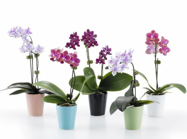 【オープニング大セール】 これであなたもお花屋さん！お得な胡蝶蘭 ミディのセット販売 鉢花