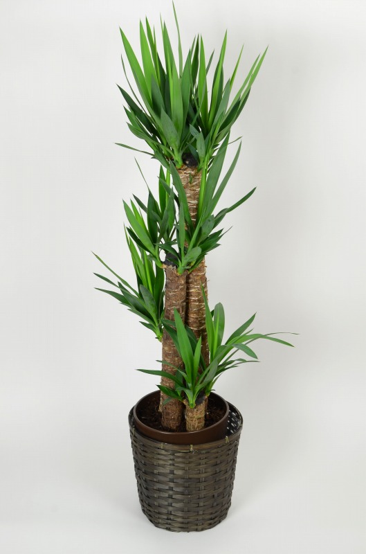 観葉植物　ユッカ　8号鉢入り　背丈約100~120㎝　カゴ付きの画像