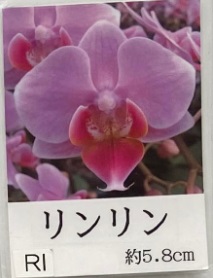 胡蝶蘭　ミディ　品種　リンリン　3号1本立て　タンブラー画像