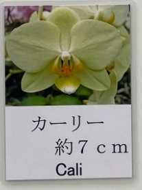 胡蝶蘭　ミディ　品種　カーリー　4号2本立て　タンブラー画像