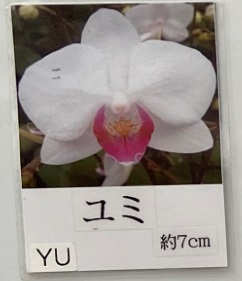 胡蝶蘭　ミディ　品種　ユミ　4号2本立て　タンブラー画像