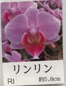 胡蝶蘭　ミディ　品種　リンリン　4号2本立て　タンブラー画像