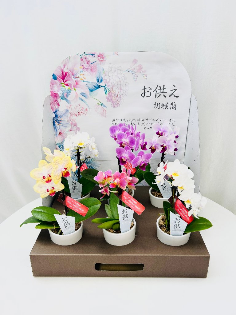 これであなたもお花屋さん！お得な胡蝶蘭 ミディのセット販売 ｜胡蝶蘭