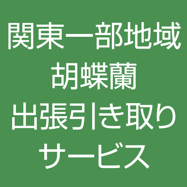 関東一部地域 花が終わった後の胡蝶蘭 出張引き取りサービス 胡蝶蘭専門店 フローラ