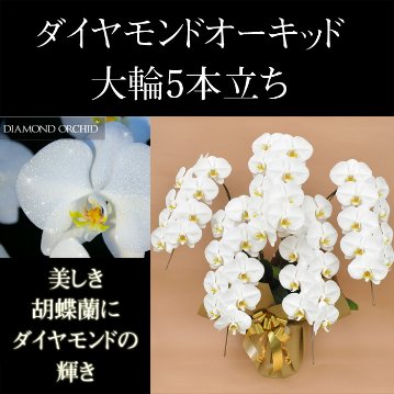 ダイヤモンドオーキッド　胡蝶蘭　白大輪　5本立ち　65輪以上の画像