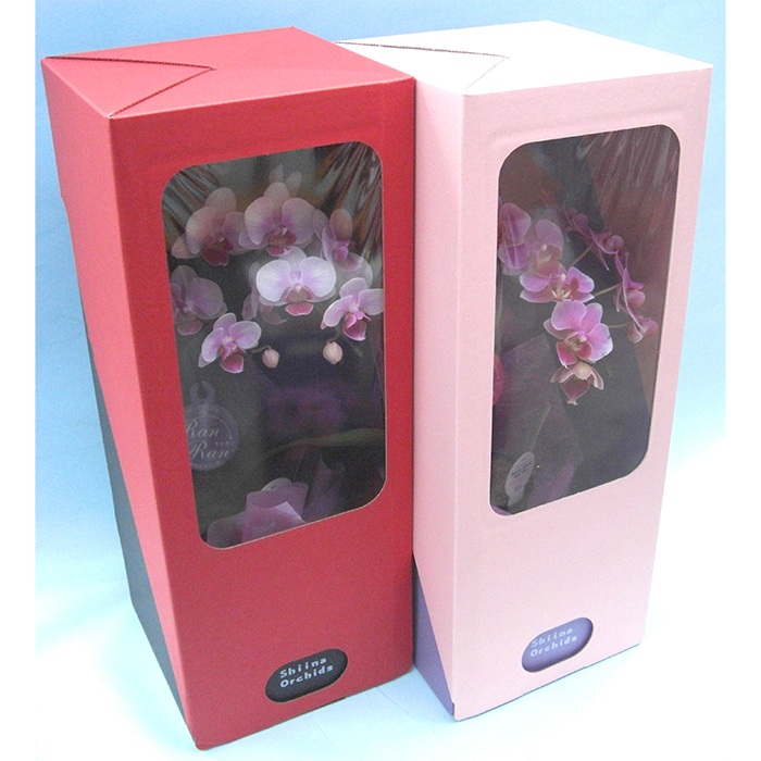 胡蝶蘭　ミニ　ミディ　ギフトボックス入り　6鉢セットの画像