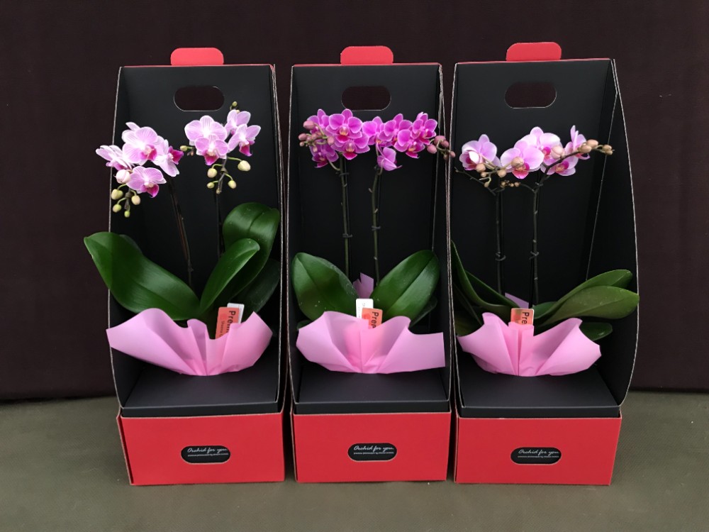 胡蝶蘭　ミニ　ミディ　ギフトボックス入り　6鉢セットの画像